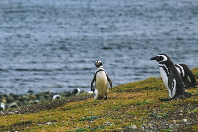 三只企鹅在海边草地上
